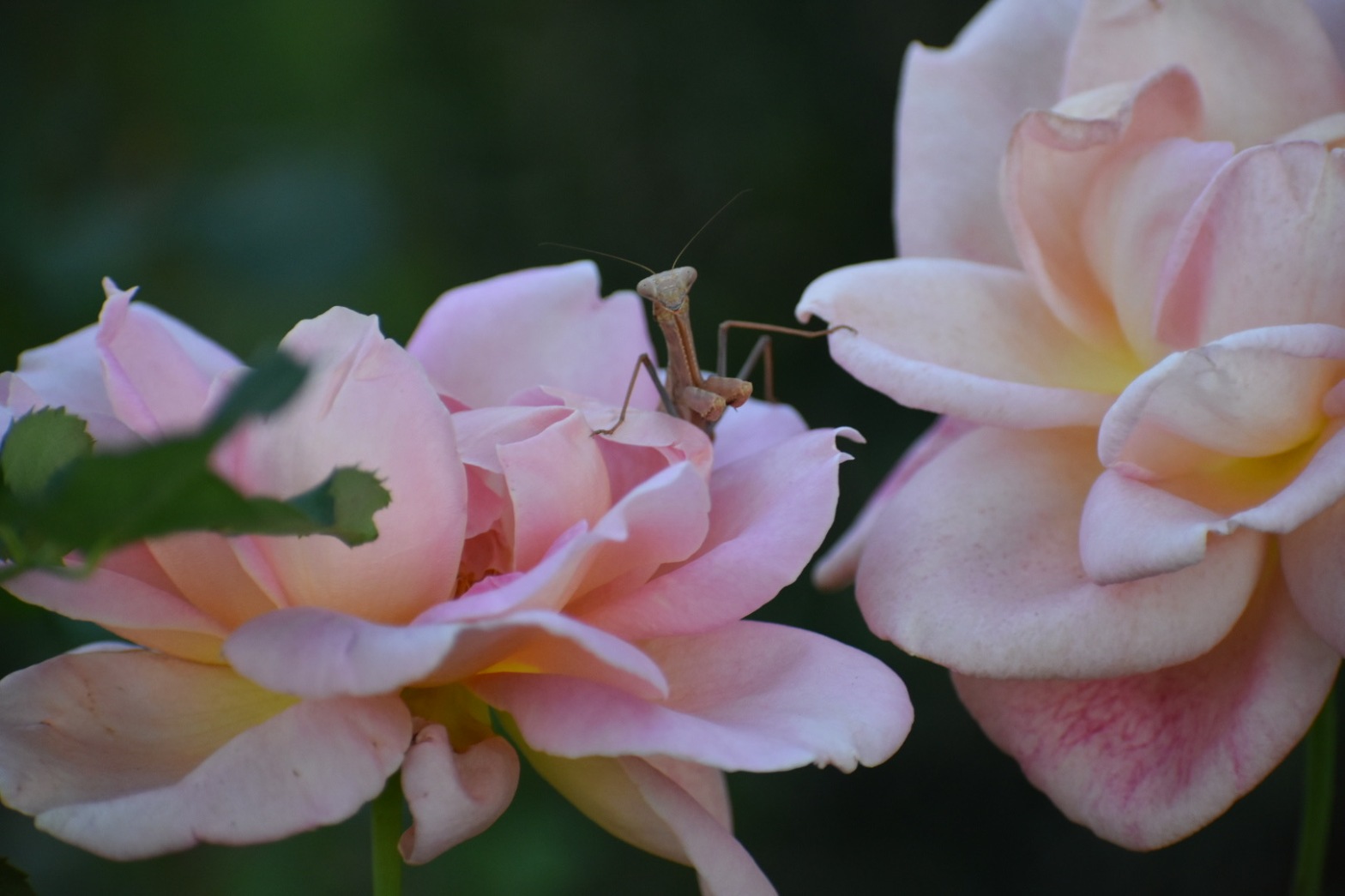 Flower of the Day: Praying Mantis in the Roses